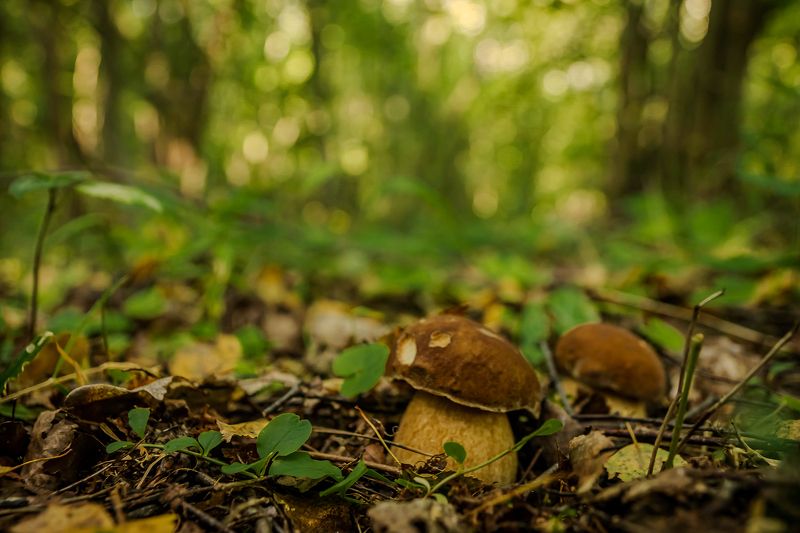 природа про грибыphoto preview