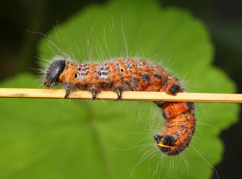 Caterpillar ...photo preview