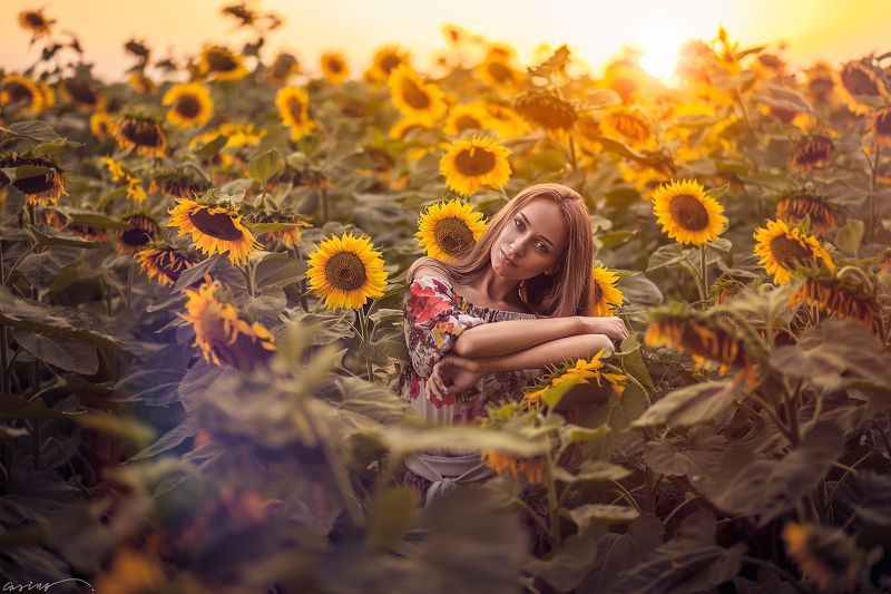 sun, sunset, sunflovers Sunflowersphoto preview