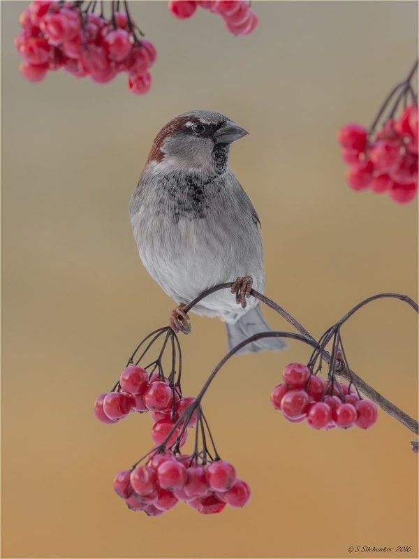воборей Воробейphoto preview