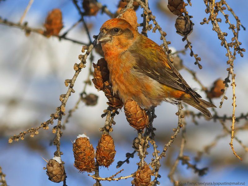 Клёст Crossbill.photo preview