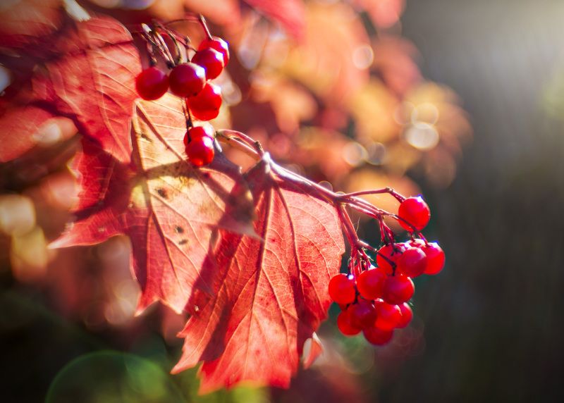 осень photo preview