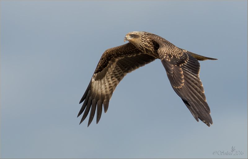 2015, Август, Коршун чёрный, Лето, Молодая птица, Подмосковье, Природа, Птицы Чёрный коршунphoto preview