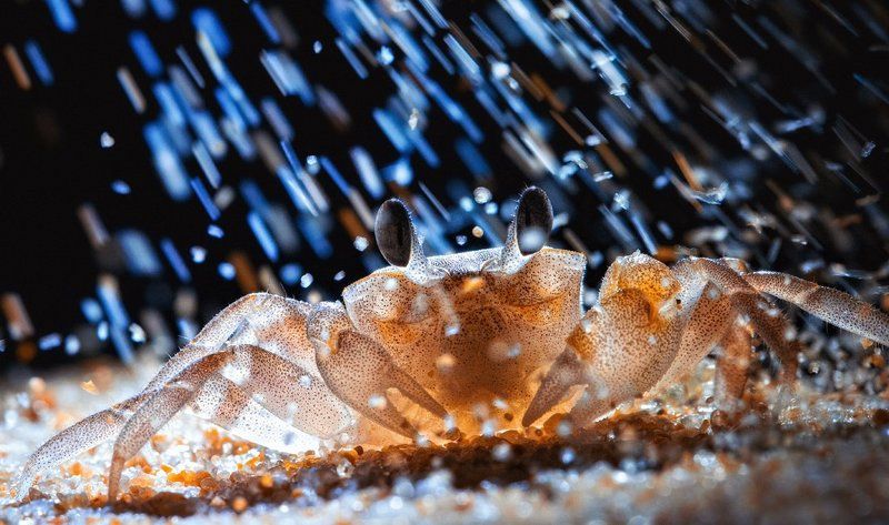 Заморский чудо-зверь :)photo preview