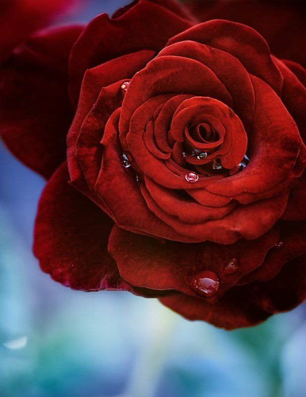 antrisolja,macro,nature, Бархатphoto preview