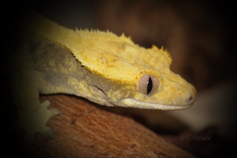 Geckos, Lizards, Reptilia, Rhacodactylus ciliatus, Геккон, Рептилии, Ресничный геккон-бананоед, Ящерица Живущие в ночи 7photo preview