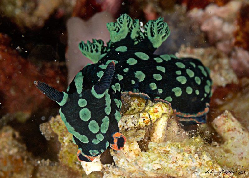 Голожаберный моллюск Комодо Нудики Комодоphoto preview