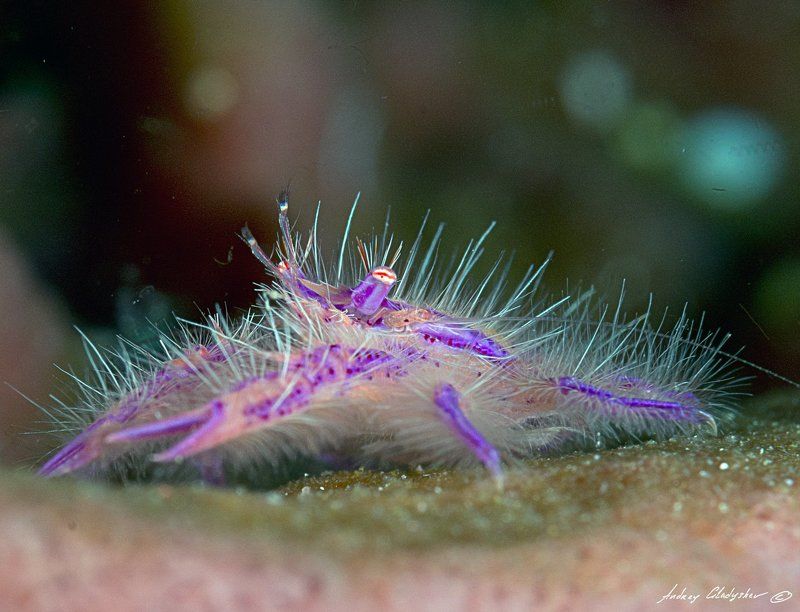 Розовый приседающий омар (лат. Lauriea siagiani)photo preview