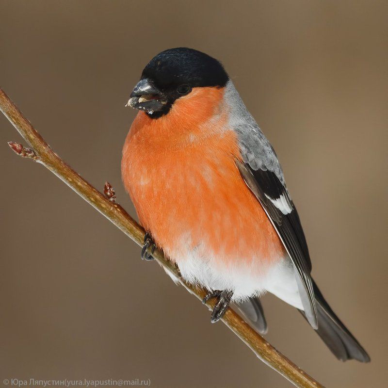 Снегирь ***photo preview