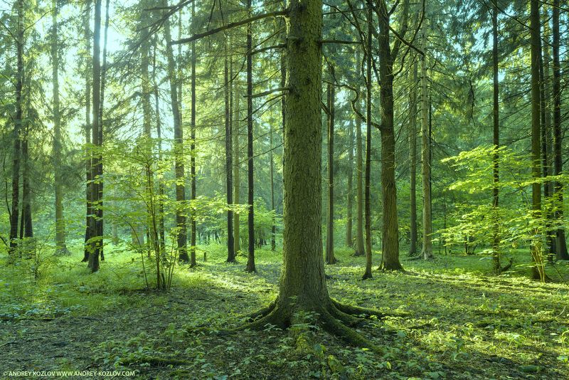 Bush, Fir Tree, Foliage, Forest, Stem, Summer, Sun, Sunset, Tree Forestphoto preview
