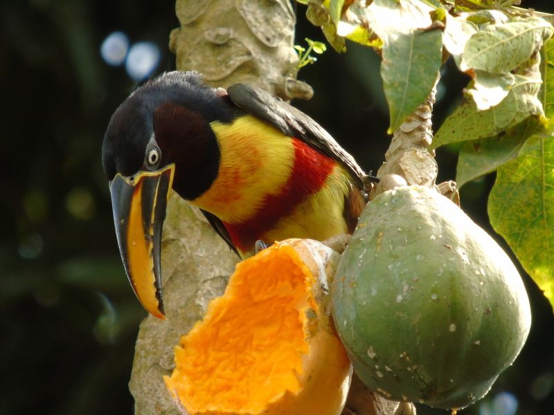 Tauana Cavichioli, Brazil