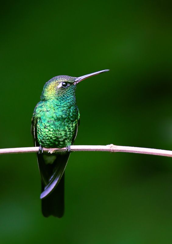 Изумруд на веточкеphoto preview