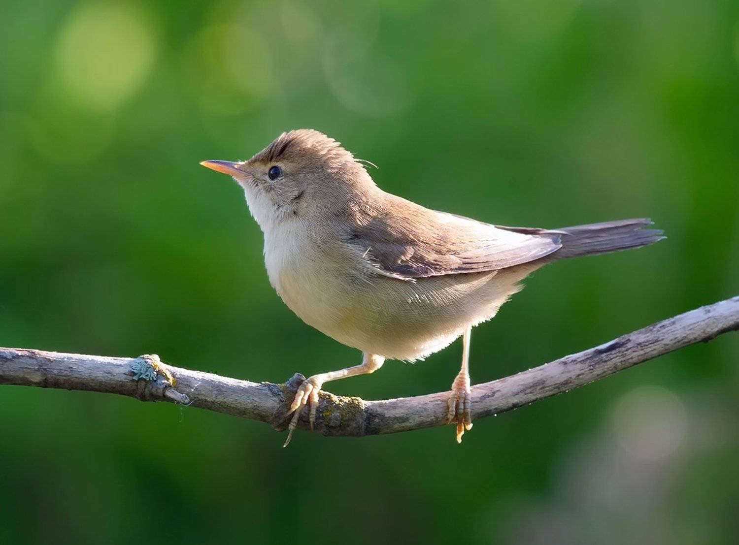 ***. Автор: Alexey Gnilenkov , Alexey Gnilenkov