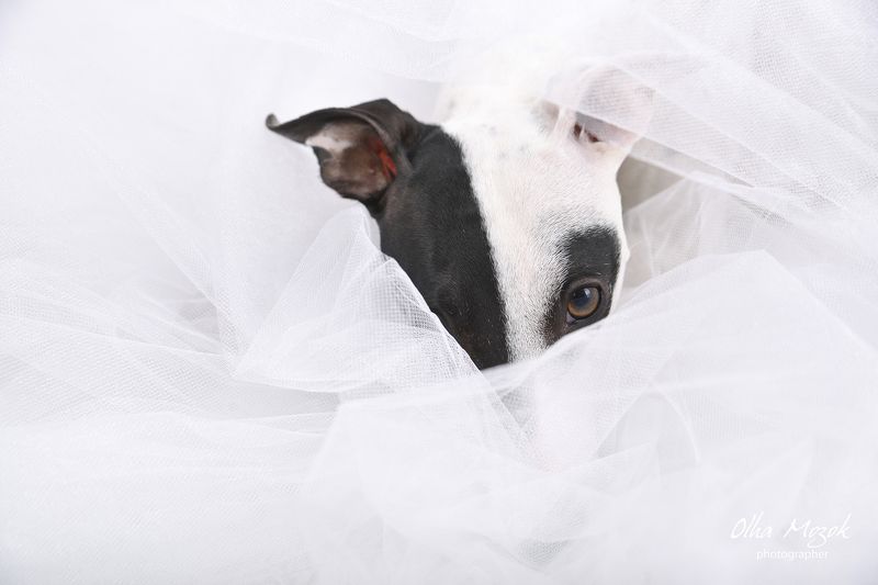 Black and white, Breed, Dog, Olha Mozok, Photo, Photographer, Portrait, Whippet, White My beautiful Maryphoto preview