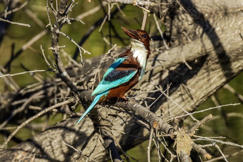 Красноклювая альциона.photo preview
