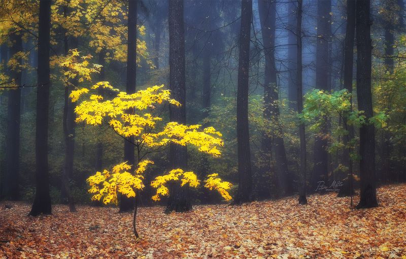 Зачарованные осеньюphoto preview