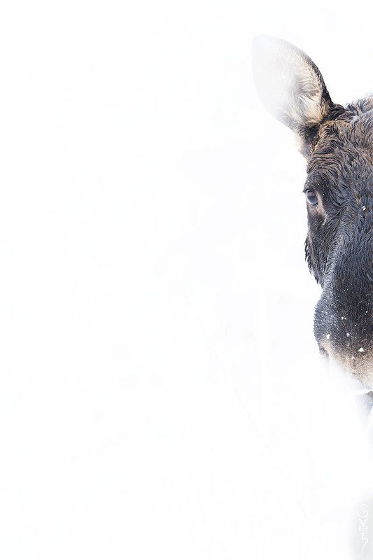 лось лосьphoto preview