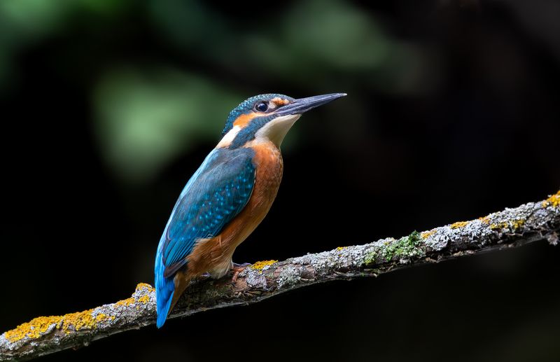 Зимородок. photo preview