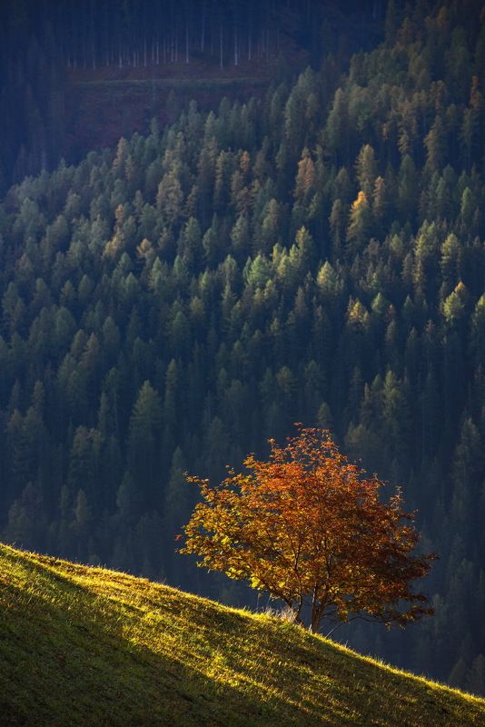 Сам по себе...photo preview