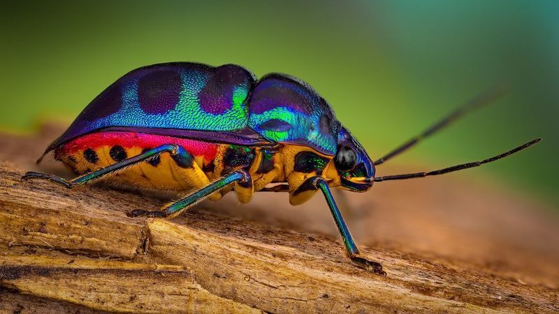 hemiptera, chrysocoris stollii, клоп Плохиш но кросивыйphoto preview