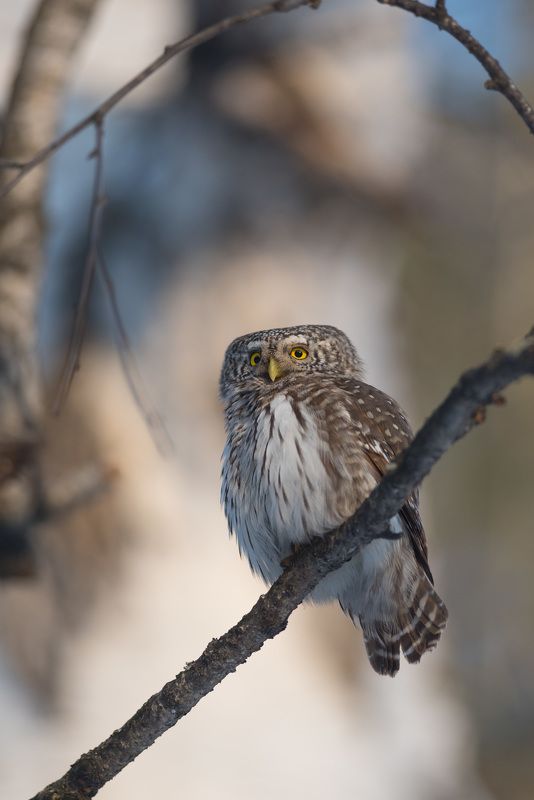 сыч, сычик воробьиный, сычик, сова, птица, птицы, лес, бор, зима, новосибирск Портрет сычикаphoto preview