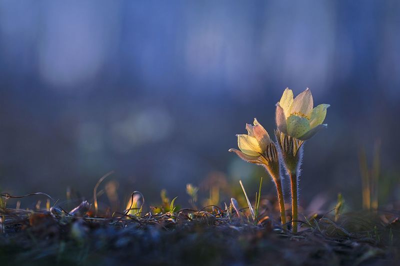 В весеннем лесу фото превью