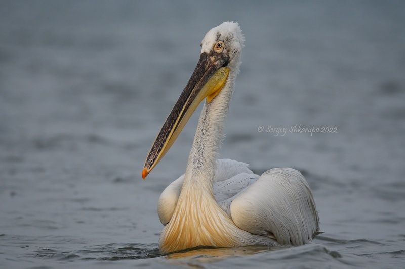 кудрявый пеликан, птицы Кудрявый пеликан крупным планомphoto preview