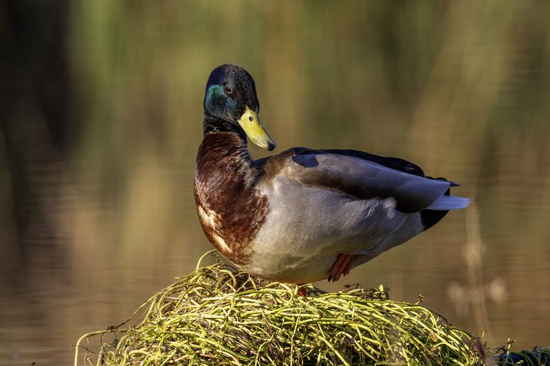 Кряква.photo preview