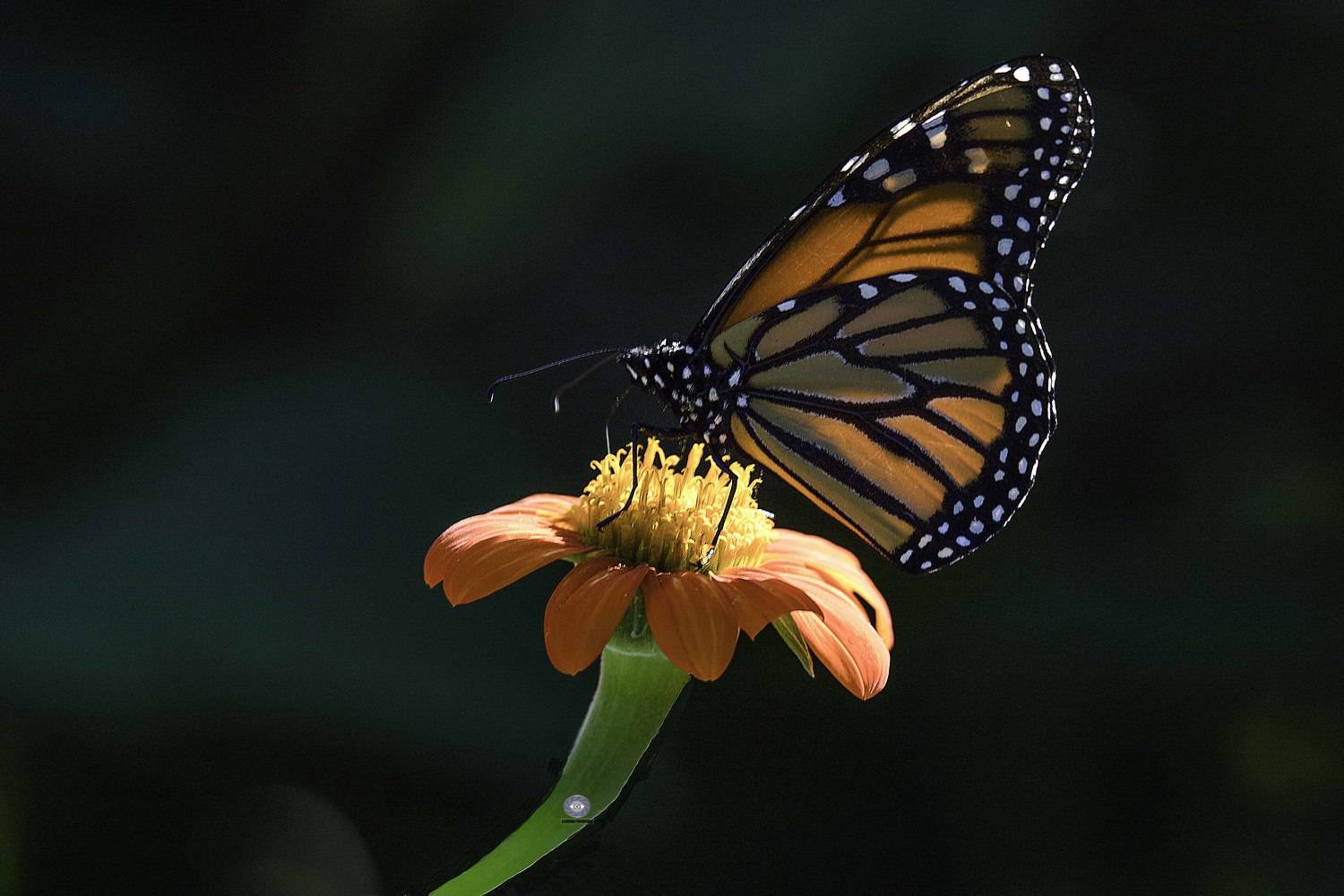 Butterfly. Автор: Ali Pashang , Ali Pashang