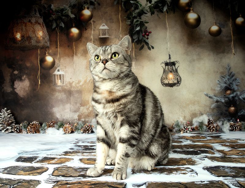 сat, кошка, животные, кошки,  новый год, американский короткошерстный кот, american shorthair cat, матильда, ragdoll cat Котики к Праздникам! Всех С Наступающим Новым Годом!photo preview