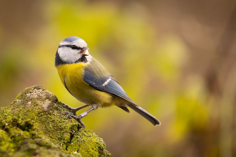 Titmousephoto preview