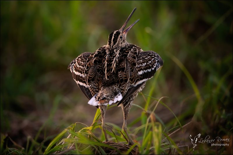 Солистphoto preview