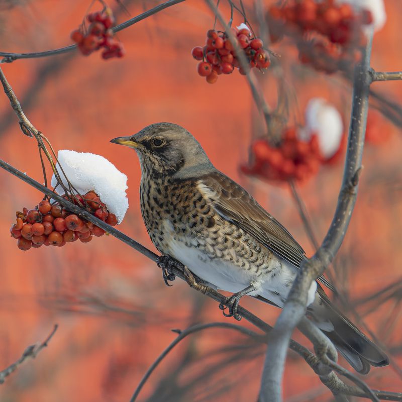 дрозд, рябинник, птицы, рябина, зима Дрозд-рябинникphoto preview