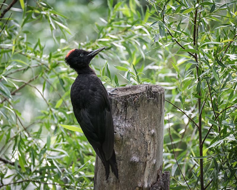 птица, дятел, желна, слёток, Желна слёток (2 ФОТО)photo preview