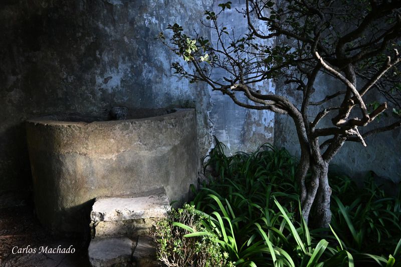 Nature, Abstraction, Still Life, Garden, Old Houses In the Palace of Sintraphoto preview