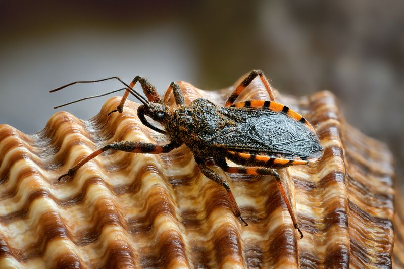 Клоп хищнецphoto preview