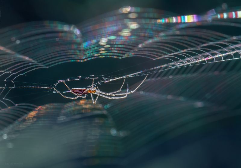 паук, паутина photo preview