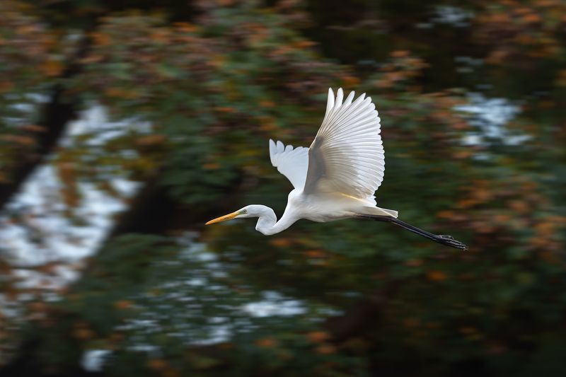 Большая белая цапля, Great egret , Ardea alba; wild; wildlife; nature; bird; bird in flight; autumn Большая белая цапля - Great egret - Ardea albaphoto preview
