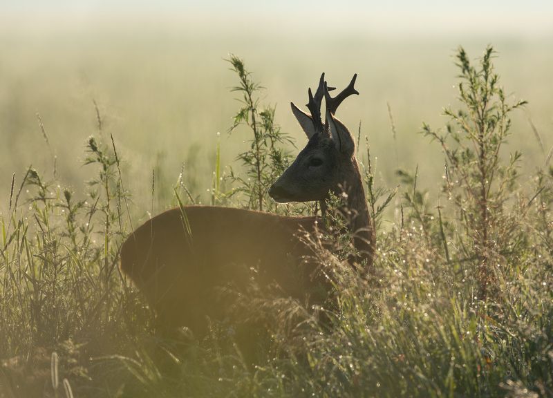 косуля, рога, Утро косули.photo preview