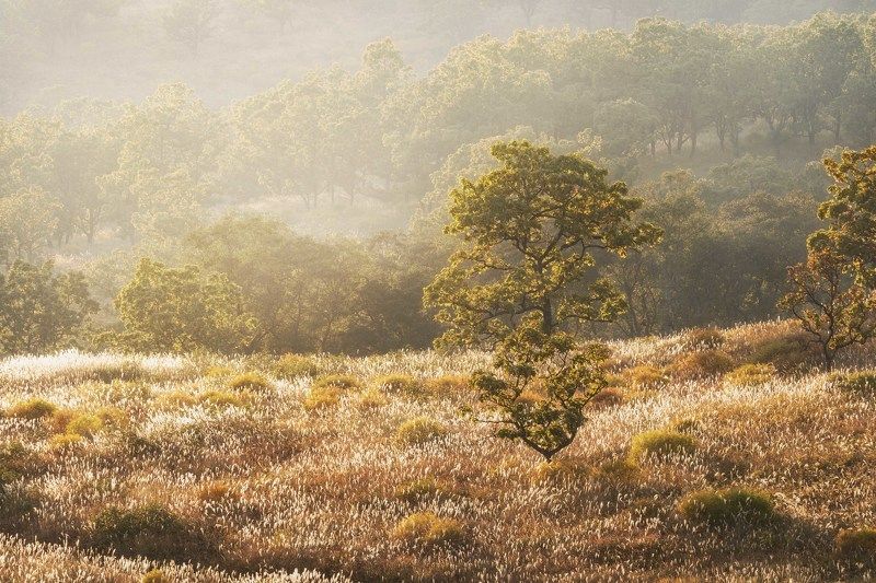 Приморские «метелки». Мискантус китайский… Seaside \