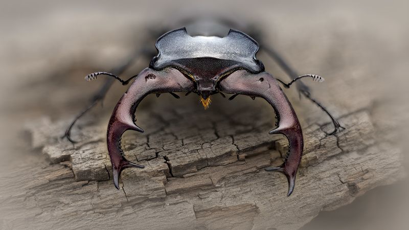 coleoptera, lucanidae, lucanus cervus, elniavabalis, жук олень Воинphoto preview