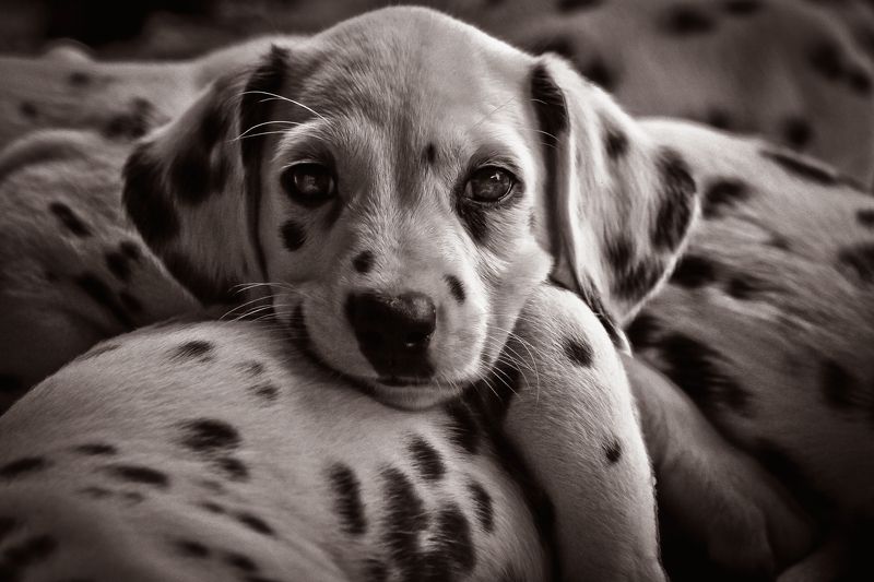 Dalmatian Puppyphoto preview
