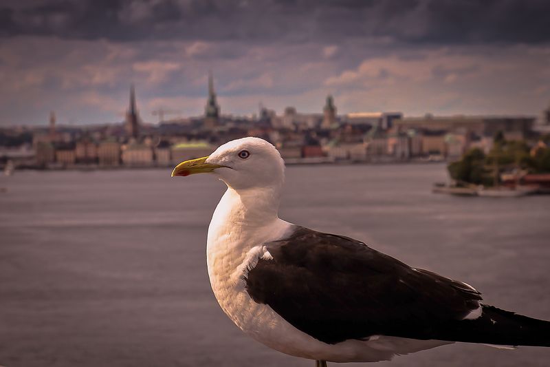 Stockholm Seagullphoto preview