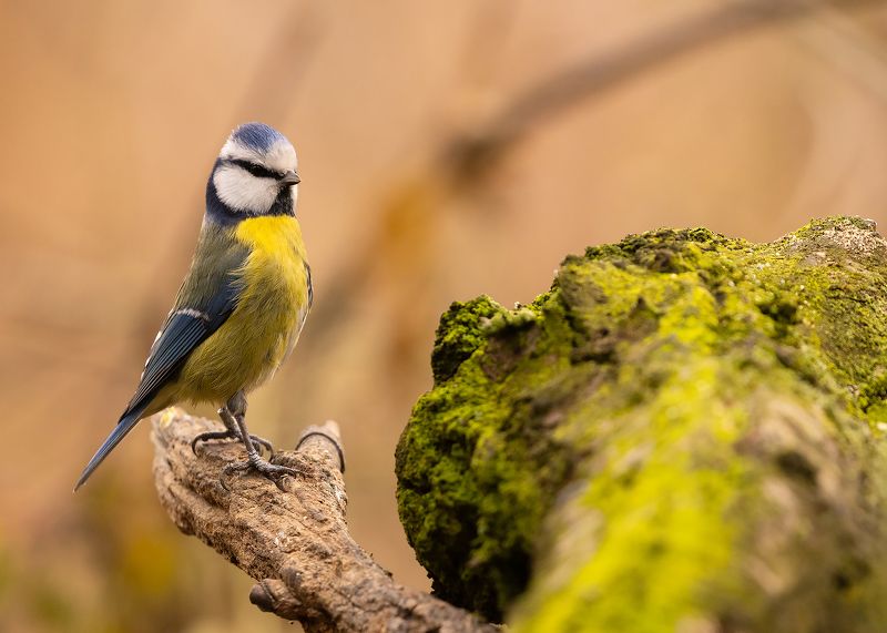 Titmousephoto preview