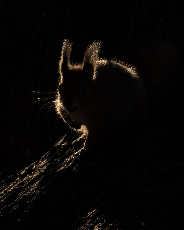 белка, рассвет, минимализм Предрассветный минимализмphoto preview