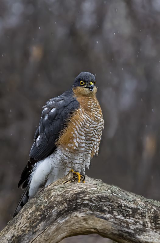 природа ***photo preview