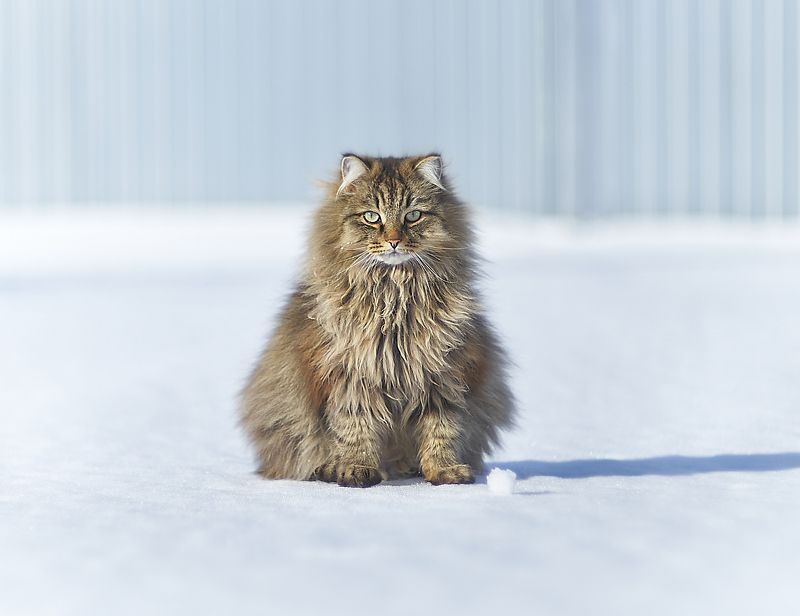 привет из Сибири фото превью