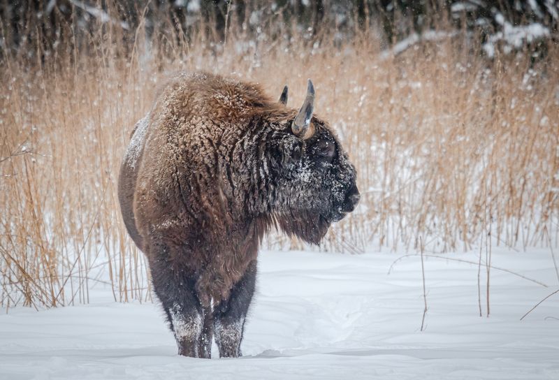 Великан.photo preview