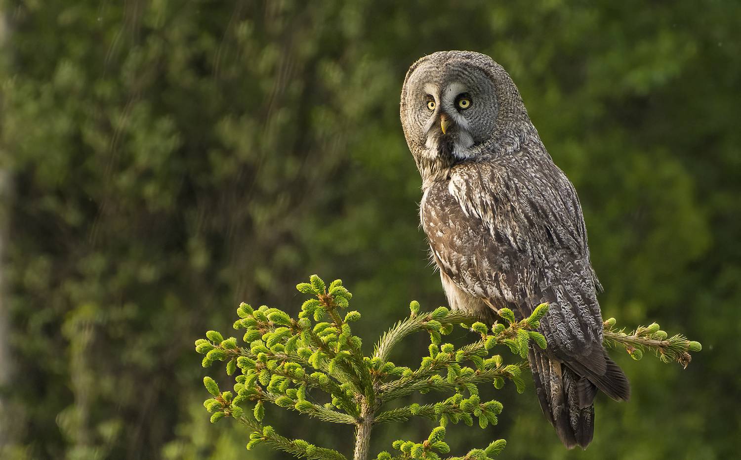 На ёлке Бородатая Неясность :). Автор: НиКоЛаЙ , НиКоЛаЙ