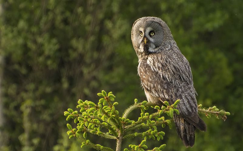 На ёлке Бородатая Неясность :)photo preview